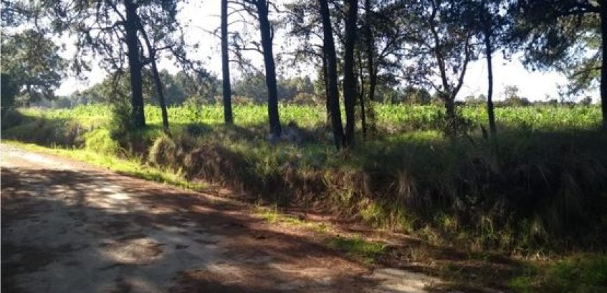 VENTA DE TERRENO RURAL BOSCOSO EN SAN BARTOLOME CUAUHUIZMATLA